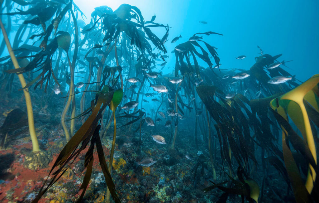 Underwater photograph of a Cape rocky reef with lots of fish and kelp