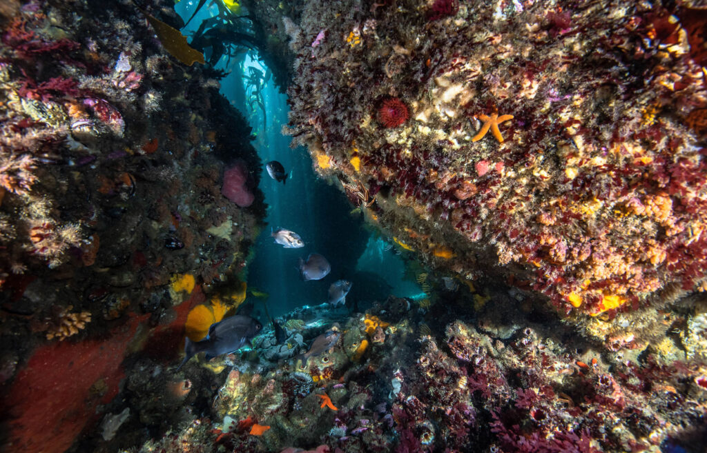 Underwater photograph of False Bay reef with fish and star fish
