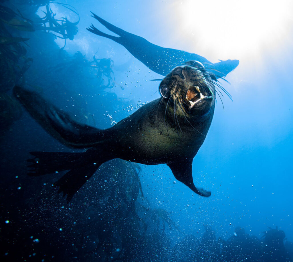 Underwater photograph of a Cape fur seal pup opening its mouth