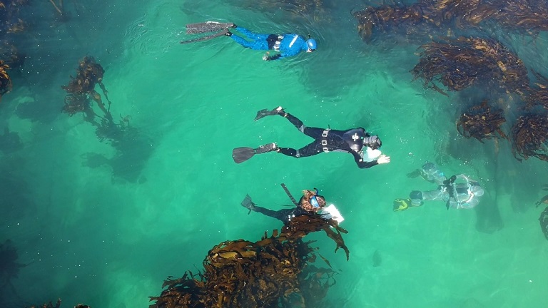 Impact Divers snorkeling off Simon's Town Cape Town, citizen science
