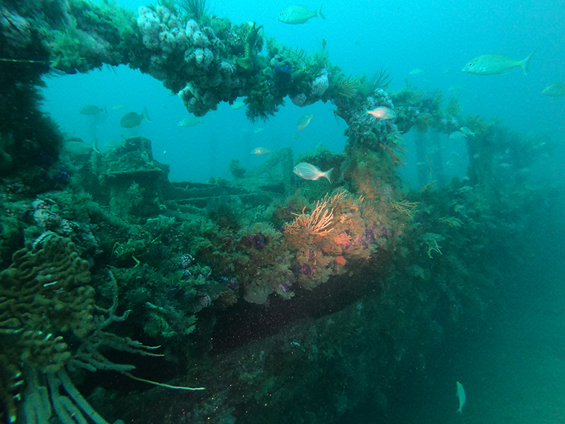 Underwater scuba diver photograph of the SAS Good Hope wreck, Smitswinkel bay, with fish and coral
