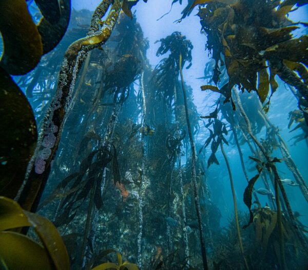 Boat Dive
